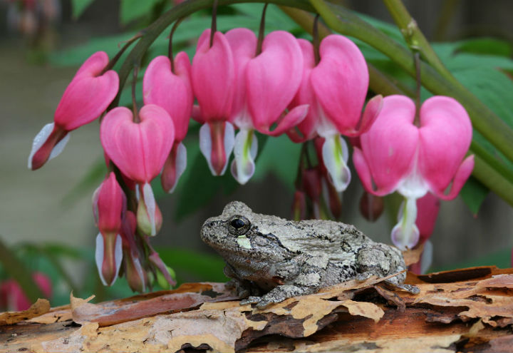 Grey Treefrog